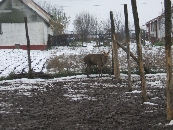 A Guzsalyas Műhely Nagykarácsonyban járt a hétvégén
